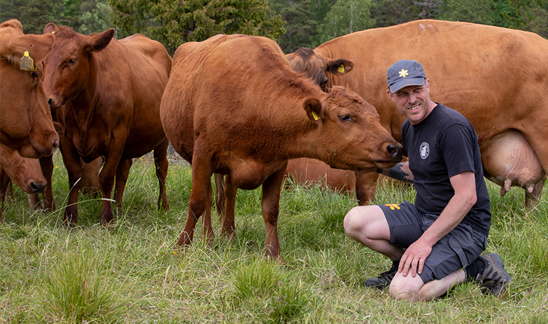 Bonden Jesper sitter på huk i gräset bredvid rödkullor som nosar nyfiket